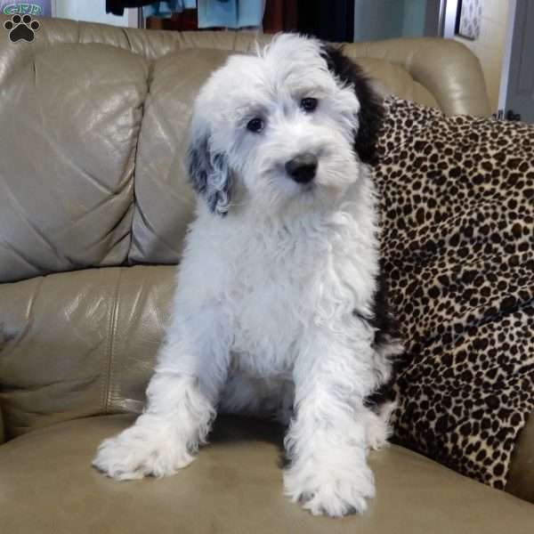 Kenny, Sheepadoodle Puppy